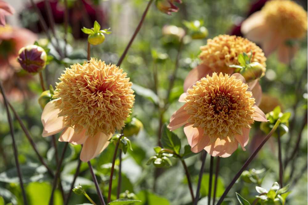 Dahlia 'Sandia Brocade'